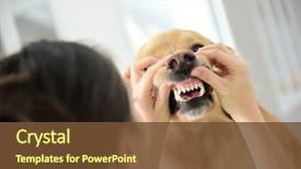  Presentation with teeth - Beautiful slide deck featuring veterinarian checking dog's teeth backdrop and a  colored foreground