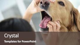  Presentation with sad dog abandoned dogs - PPT theme with veterinarian checking dog's teeth background and a  colored foreground