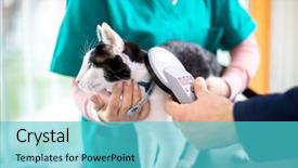  Presentation with vet - Amazing slides having veterinarian checking microchip of cat backdrop and a teal colored foreground