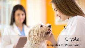  Presentation with vet - PPT theme enhanced with young veterinarian comforting beautiful maltese background and a coral colored foreground