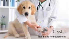  Presentation with clinic - Colorful presentation design enhanced with veterinarian-cutting-young-dog-claws backdrop and a coral colored foreground