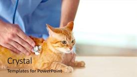  Presentation with vet - Slide deck having veterinarian doctor checking cat background and a coral colored foreground