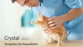  Presentation with vet - Cool new PPT layouts with veterinarian doctor checking cat backdrop and a lemonade colored foreground