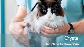  Presentation with veterinary medical symbol illustration caduceus - Cool new presentation theme with veterinarian doctor examining a cat backdrop and a  colored foreground
