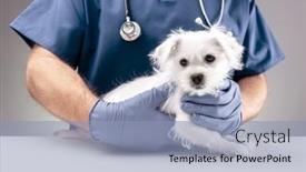  Presentation with puppy - Amazing slides having veterinarian-doctor-examining-a-maltese backdrop and a light blue colored foreground
