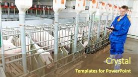  Presentation with pig farm - Cool new presentation theme with veterinarian doctor worker at agriculture backdrop and a tawny brown colored foreground