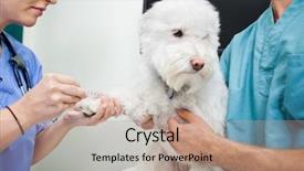  Presentation with blood - Amazing PPT theme having veterinarian doctors taking blood work backdrop and a coral colored foreground