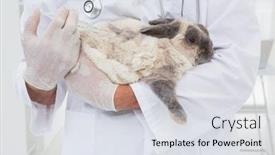  Presentation with injection - Colorful theme enhanced with veterinarian doing injection at a rabbit in medical office backdrop and a sky blue colored foreground