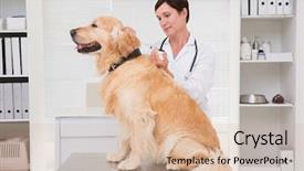  Presentation with injection - Slides featuring veterinarian doing injection at a cute dog in medical office background and a soft green colored foreground