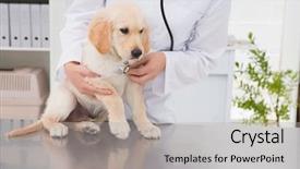  Presentation with cute - PPT theme with veterinarian examining a cute dog background and a light gray colored foreground