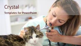  Presentation with infection - PPT layouts having veterinarian examining cat ear infection background and a lemonade colored foreground