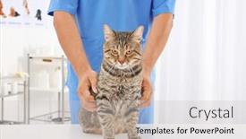  Presentation with holistic clinic - PPT layouts featuring veterinarian examining cat in clinic background and a light gray colored foreground