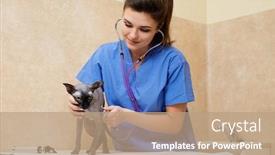  Presentation with veterinary - Slide deck enhanced with veterinarian-examining-cat-in-veterinary background and a coral colored foreground
