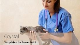  Presentation with veterinary - Slide deck with veterinarian examining cat in veterinary clinic background and a soft green colored foreground