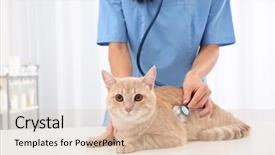  Presentation with chinese medicine clinic - Theme having veterinarian examining cat with stethoscope background and a lemonade colored foreground