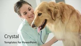  Presentation with heartbeat - Slide set consisting of veterinarian examining dog's heartbeat background and a light gray colored foreground