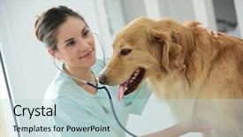  Presentation with heartbeat - Slide set consisting of veterinarian examining dog's heartbeat background and a lemonade colored foreground