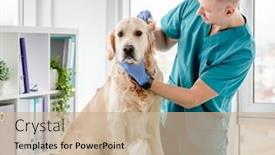  Presentation with ears - Slide set featuring veterinarian-examining-ears-of-golden background and a soft green colored foreground