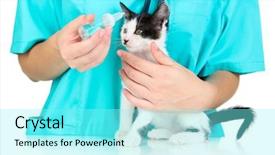  Presentation with kitten - Presentation theme featuring veterinarian examining kitten isolated on white background and a arctic colored foreground