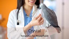  Presentation with vet - Amazing presentation design having veterinarian feeding african gray parrot backdrop and a coral colored foreground