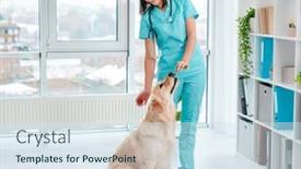  Presentation with veterinary - PPT theme with veterinarian-feeding-golden-retriever-dog and a sky blue colored foreground
