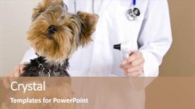  Presentation with examination - Presentation theme having veterinarian giving a dog background and a  colored foreground