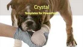  Presentation with english bulldog - Beautiful theme featuring veterinarian hand holding wounded paw backdrop and a tawny brown colored foreground