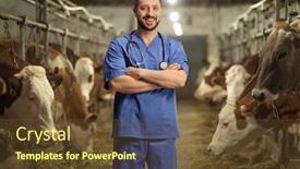  Presentation with veterinary cow - Amazing presentation theme having veterinarian-in-a-blue-uniform backdrop and a tawny brown colored foreground