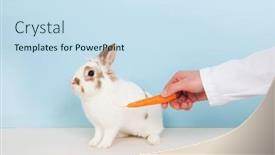  Presentation with rabbit - Presentation design featuring veterinarian-is-attracting-a-rabbit background and a sky blue colored foreground