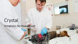  Presentation with surgery - Cool new presentation with veterinarian makes surgery the dog with fracture back paws nurse helps him backdrop and a white colored foreground