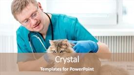  Presentation with veterinary - Presentation featuring veterinarian making regular check up background and a coral colored foreground