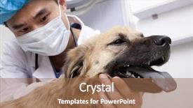  Presentation with clinical examination - PPT layouts enhanced with veterinarian with dog in examination background and a  colored foreground