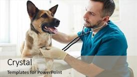  Presentation with sheepdog - Beautiful presentation featuring veterinarian with stethoscope examining pedigreed backdrop and a soft green colored foreground