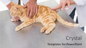  Presentation with injection - Beautiful slide deck featuring veterinarians doing injection at a cat in medical office backdrop and a light gray colored foreground