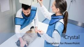  Presentation with cat - Colorful PPT theme enhanced with veterinarians in x-ray room backdrop and a light blue colored foreground