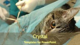  Presentation with surgical - Cool new PPT layouts with veterinarian's office surgical operation backdrop and a tawny brown colored foreground