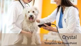  Presentation with sick dog - Slide set with shear - veterinarians shaving sick maltese dog background and a coral colored foreground