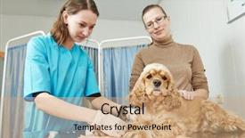  Presentation with blood test - Colorful presentation theme enhanced with injured animal - female veterinarian surgeon worker making backdrop and a coral colored foreground