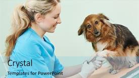  Presentation with veterinary - Cool new PPT theme with injured animal - female veterinarian surgeon worker treating backdrop and a light blue colored foreground