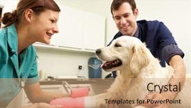  Presentation with veterinary - Slides with injured animal - male veterinary surgeon treating dog background and a coral colored foreground