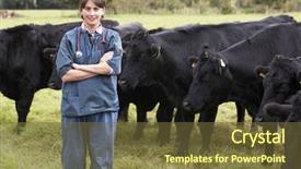  Presentation with vet - Beautiful PPT theme featuring cow sick - portrait of vet in field backdrop and a tawny brown colored foreground