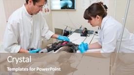  Presentation with surgery - Audience pleasing PPT theme consisting of veterinarian makes surgery the dog backdrop and a coral colored foreground