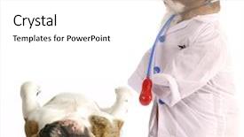  Presentation with english bulldog - Beautiful presentation theme featuring veterinary care - english bulldog dressed backdrop and a white colored foreground