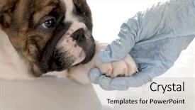  Presentation with english bulldog - Presentation theme with veterinary care - english bulldog puppy background and a light gray colored foreground