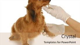  Presentation with veterinary - PPT layouts having veterinary care - veterinarian doing exam on miniature dachshund on white background background and a coral colored foreground