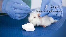  Presentation with veterinary cow - Presentation theme consisting of veterinary cow - cute guinea pig at vet background and a light blue colored foreground