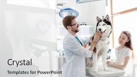  Presentation with veterinary - Presentation theme featuring veterinary doctor examining husky background and a light gray colored foreground
