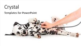 Presentation with veterinary - PPT theme having pet therapy - veterinary examination of dalmatian dog background and a white colored foreground