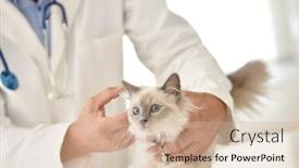  Presentation with veterinary - Beautiful PPT theme featuring veterinary examining cat in clinic backdrop and a soft green colored foreground