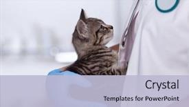  Presentation with veterinary - Colorful slide deck enhanced with veterinary healthcare professional woman building backdrop and a light blue colored foreground